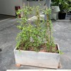 Plant Stakes,12 Inches Natural Garden Bamboo Sticks,BOVITRO 20Pcs Plant Support