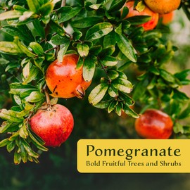 1 Pomegranate Wonderful Tree | Live Sapling in 2.5-inch Nursery Cube | Punica Granatum 'Wonderful' Variety | Hardy Deciduous Trees and Shrubs | Red Fruit-Bearing Plant