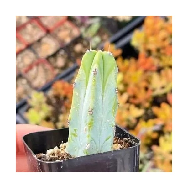 Blue Myrtle Cactus (Myrtillocactus geometrizans) - Live Plant - Bluish