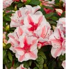 Encore Azalea Autumn Starburst (1 Gallon) Multi-Color Flowering Shrub -