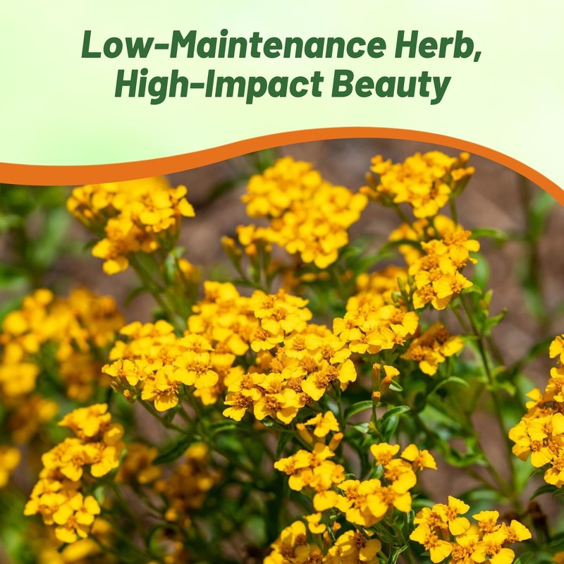 Outsidepride Mexican Mint Seeds - 1000 Perennial Herb Seeds for