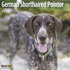 German Shorthaired Pointer 2020
