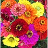 Zinnia Seeds Mix, 5g, Over 1000 Flowers Seeds, 5 Varieties