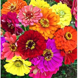 Zinnia Seeds Mix, 5g, Over 1000 Flowers Seeds, 5 Varieties (Pink, Yellow, Orange, White, Purple), Mixed Colors and Large Blooms,Open Pollinated - Bulk