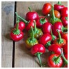Everwilde Farms - 1/4 Lb Red Cherry Hots Hot Pepper