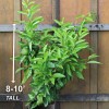Garden State Bulb Persian Lime Tree, Citrus Live Plant (1