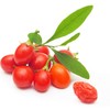 Outsidepride Goji Berry Fruit Plant Seeds - 20 Seeds