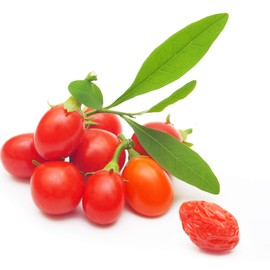 Outsidepride Goji Berry Fruit Plant Seeds - 20 Seeds