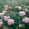 Heirloom Roses Rose Plant - Queen of Sweden® Pink Rose