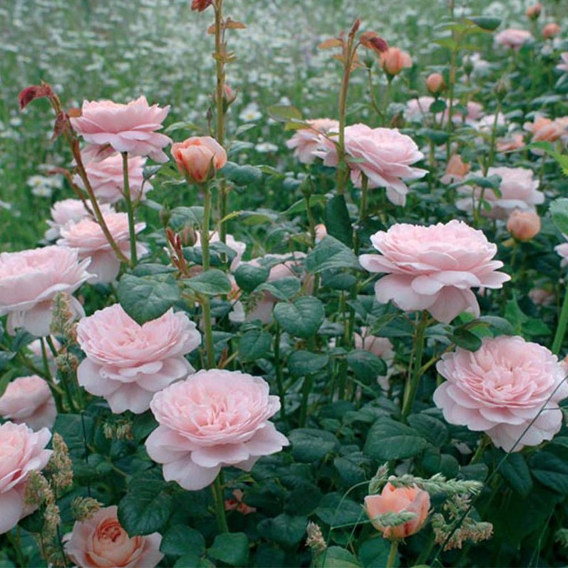 Heirloom Roses Rose Plant - Queen of Sweden® Pink Rose