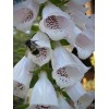 Feral Curiousity Seeds 1g 12k Foxglove seeds Pink/Purple White Organic