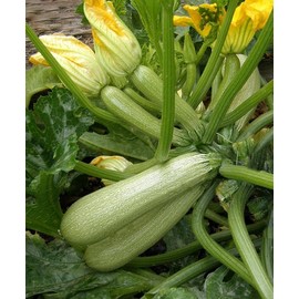 FUN AND GROW SEEDS: Seeds Zucchini Bush King Courgette Non GMO Heirloom
