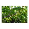 Phyllanthus Emblica Indian Gooseberry Seeds Indoor -Outdoor Gardening Red Flower