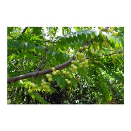 Phyllanthus Emblica Indian Gooseberry Seeds Indoor -Outdoor Gardening Red Flower