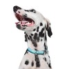 "Now House for Pets by Jonathan Adler Green ""Chromatic"" Collar