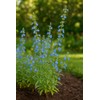 Perennial Farm Salvia Azurea (Blue Sage) – Live Perennial in