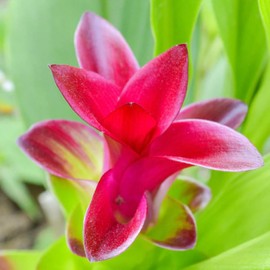 Aromatics International White Turmeric Essential Oil 15ml