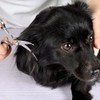 Chibuy Curved dog grooming scissors with Round Tips, Pet Shear
