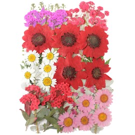 10 Types 50PCS Real Dried Pressed Flowers,Natural Dried Flowers for DIY Art Craft ,Aromatherapy, Soap, Candle Making, Photo Frames, Necklaces, Manicure, Earrings & Other Decor