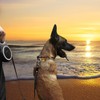 26Ft Retractable Dog Leash, Heavy Duty Great Leash for Dog