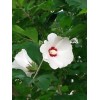White & Pink 200 White & Pink Rose of Sharon