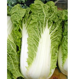 Womack Farm Napa Cabbage/Michih