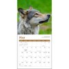 Wolves Mini Wall Calendar 2026 7" x 7"