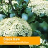 Herb Pharm Certified Organic Black Haw Liquid Extract - 1