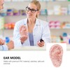 Human Ear Model Ear Acupuncture Anatomical Model Reflexology Acupoint Learning