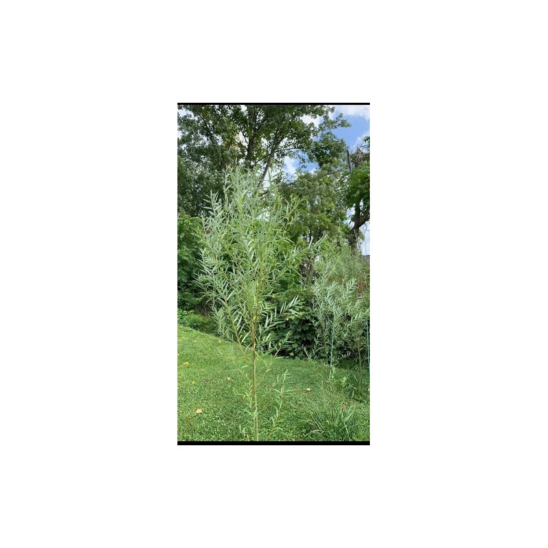 RLH 40 Austree Hybrid Willow Tree Thick Cuttings Fresh Cut