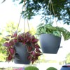 SwinDuck 10 Inch Self Watering Hanging Pots, 2 Pack Hanging