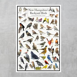 Where's Wildlife New Hampshire's Backyard Birds Poster - New Hampshire Bird Chart Highlighting Birds At Your Bird Feeder (8" x 12")