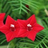 Outsidepride Red Cypress Vine Seeds - 100 Seeds