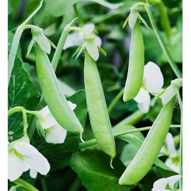 35 Sugar Ann Snap Pea Seeds for Planting Heirloom Non GMO 7 Grams of Seeds Garden Vegetable Bulk Survival