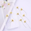 Unbranded 10PCS Real Pressed Dry flower, yellow flower with stem