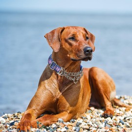 Martingale Dog Collar with Steel Chain, Reflective Choke Collar with Soft Padded- Adjustable No Pull with Bohemia Flower for Training Large Dogs Pet Collars for Walking（XXL