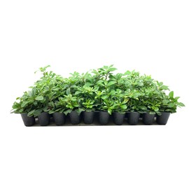 Compact Green Pittosporum | 10 Live Plants | Pittosporum Tobira | Beautiful Fragrant Flowering Low Maintenance Shrub