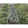 Arizona Blue Ice Cypress | 1 Large Gallon Size Tree