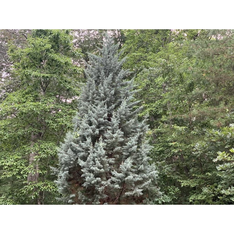 Arizona Blue Ice Cypress | 1 Large Gallon Size Tree