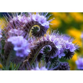 Fresh 1000+ LACY PHACELIA SEEDS - PURPLE TANSY FLOWER - BEE'S & BUTTERFLIES COVER CROP