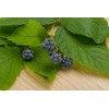 Health Embassy Blackberry Leaf (Rubus fruticosus L) (100g)