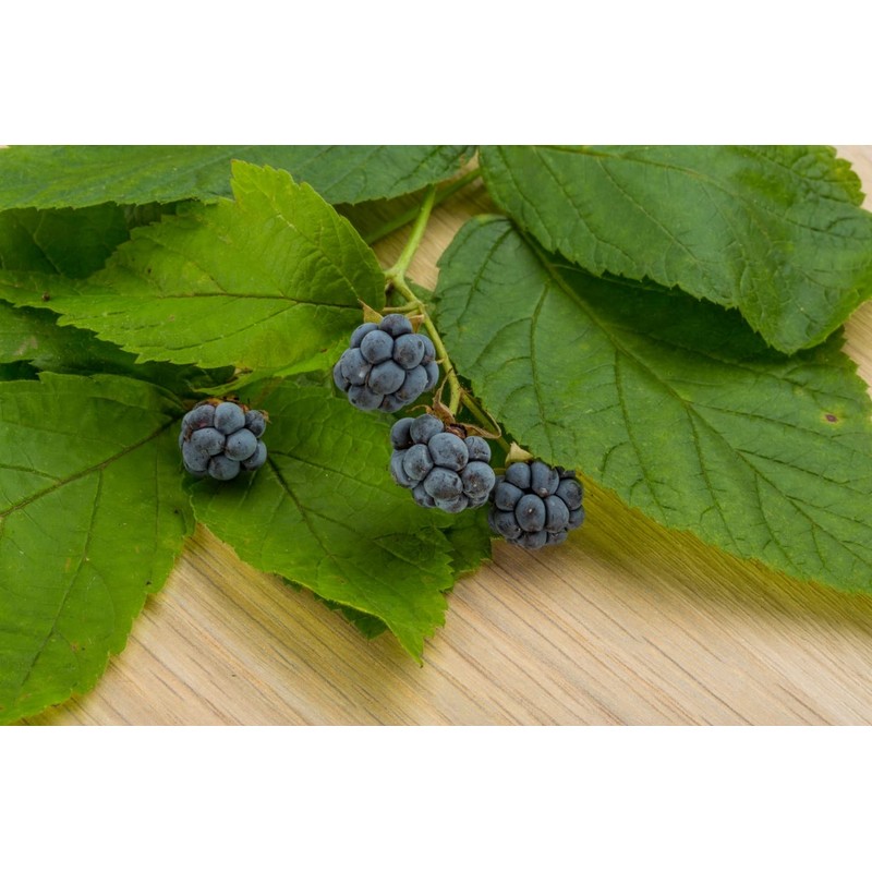 Health Embassy Blackberry Leaf (Rubus fruticosus L) (100g)