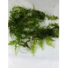 Willow Moss Christmas Moss Live Aquarium Plant Aquatic Moss 15/25/35