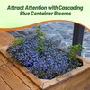 Outsidepride Blue Carpet Lobelia Seeds - 10000 Pcs Annual Ground