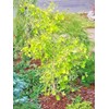 Tree Ginkgo biloba 'Weeping Wonder'