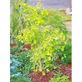 Tree Ginkgo biloba 'Weeping Wonder'