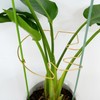 Goooxim 5PCS 11 * 9.4 Inch Monstera Plant Support Stem