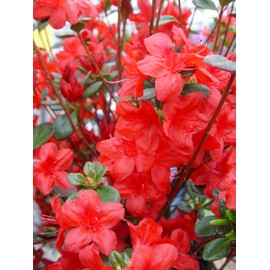 Azalea 'Stewartstonian' (Azalea) Shrub, red flowers, #3 - Size Container