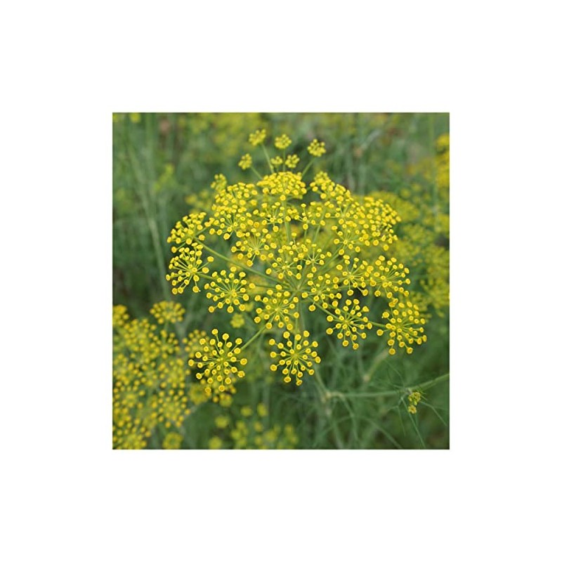 Everwilde Farms - 1 Oz Florence Fennel Herb Seeds -