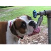Lixit Pet Dog Waterer Faucet Outdoor Water Fountain Thirst Quencher